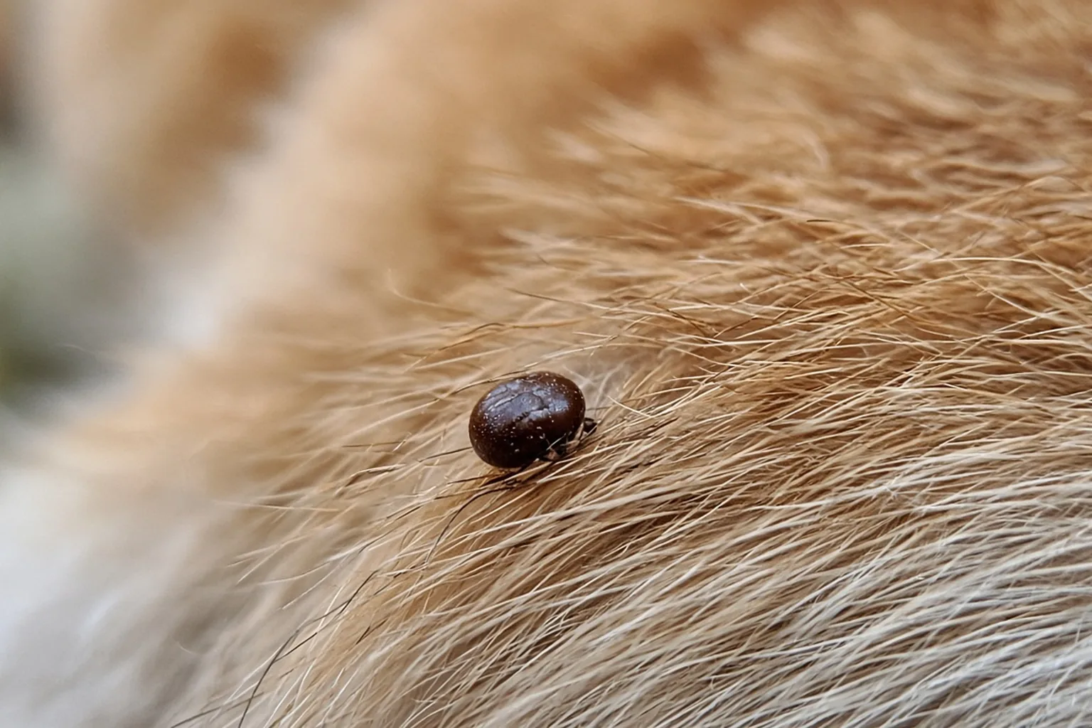 Tick on a dog fur, close macro